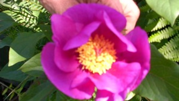 Pivoine endémique Paeonia Corsica